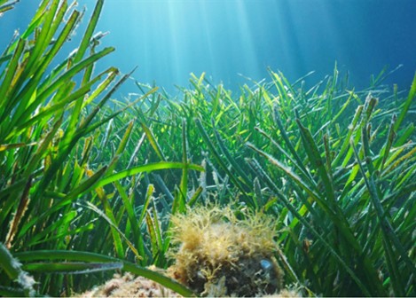 First Wednesday Talk - The Solent Seascape Project