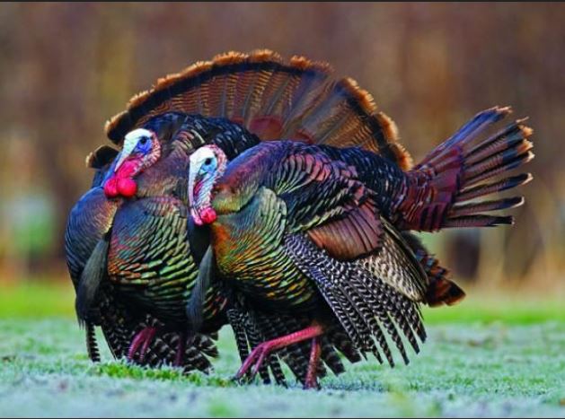 Turkey Cup 2022