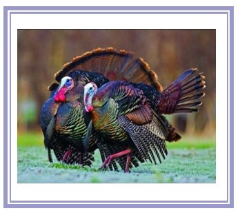 Turkey Cup 2025