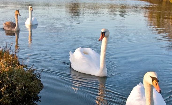 BBQ at Newtown River